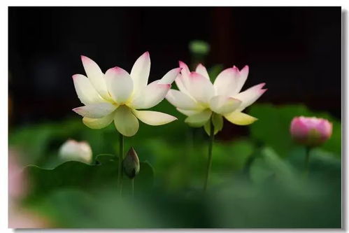 荷花，花中君子