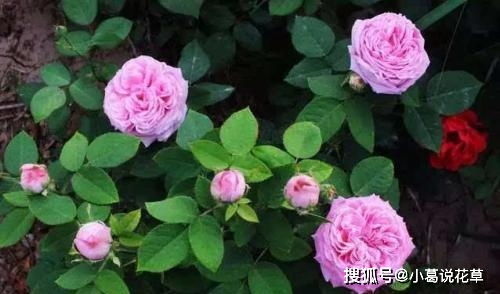 修剪，修剪，还是修剪！