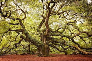 ：播种橡树，耐心蕞重要