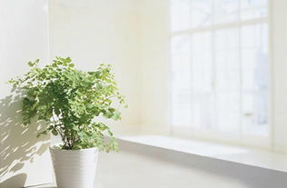 绿篱植物， 隔离尘埃和尾气