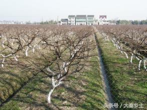 山地种植：果树、中药材和经济林木