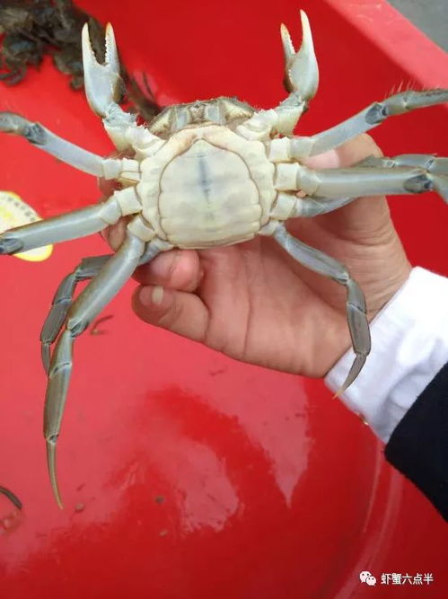 螃蟹爪发黄的原因解析