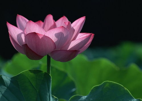 澳门市花是莲花，这种花有什么特别之处