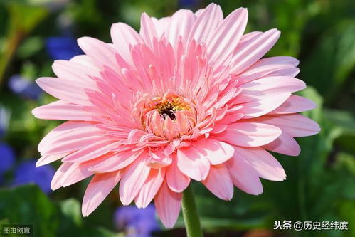 “以幸福的花为纽带，传递真挚的情感