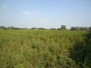 开拓苗木销售渠道， 促进行业发展