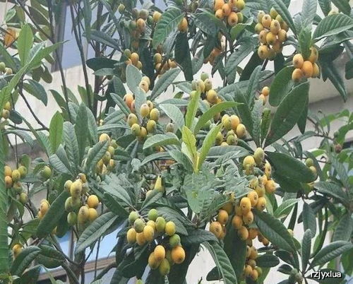 枇杷盆栽种植入门，如何选择合适的盆栽品种