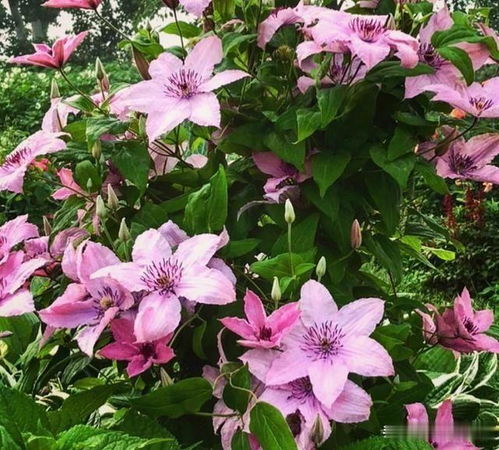 上月亲测有效的三大黑科技：地暖式栽培、暖宝宝贴盆、抗冻营养液