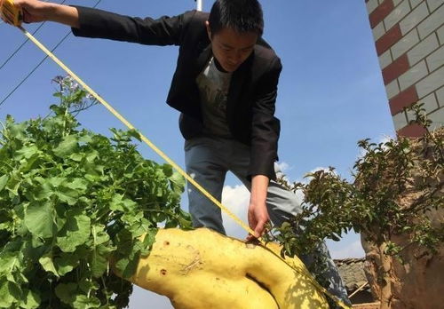 美国巨型高丹王揭秘：是多年生植物吗？