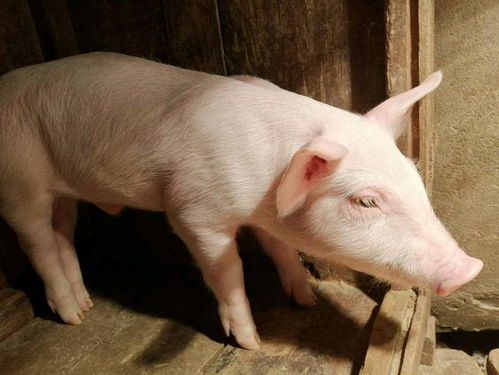 猪反栏需要多少天？小猪断奶的最佳时间是多少天？