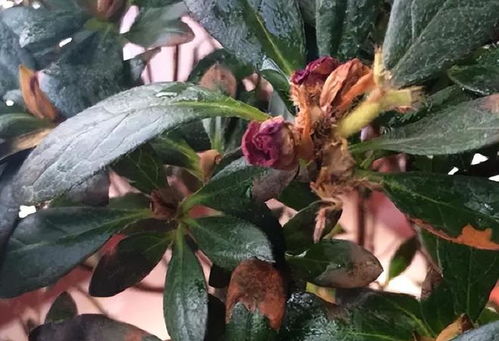 火鹤花叶子干枯，是缺水还是病虫害