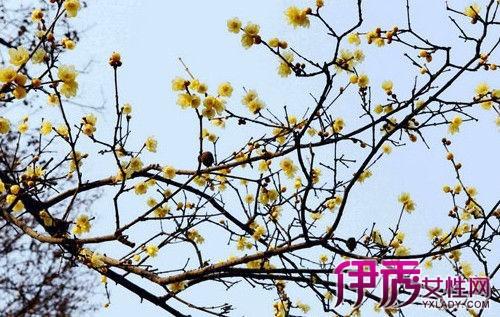 耐寒枫树的种类