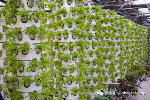 绿化工程，四大金刚不可错