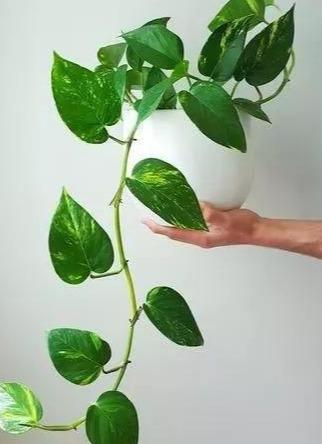 改善浇水习惯和施肥量