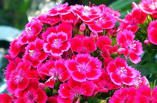 美国石竹养护攻略：四步轻松养爆盆花！