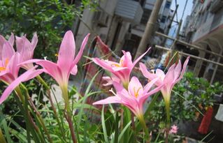 葱兰的常绿特性与园艺设计