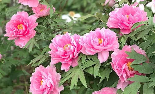 牡丹：富贵吉祥的象征