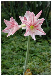 花卉植物的五彩斑斓世界