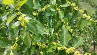 1000mg升的赤霉素是什么？