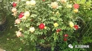 常绿树的小秘密