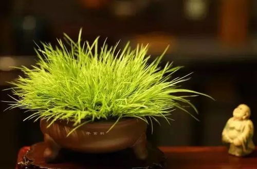 黄金姬菖蒲盆景与樱桃盆景的养护之道