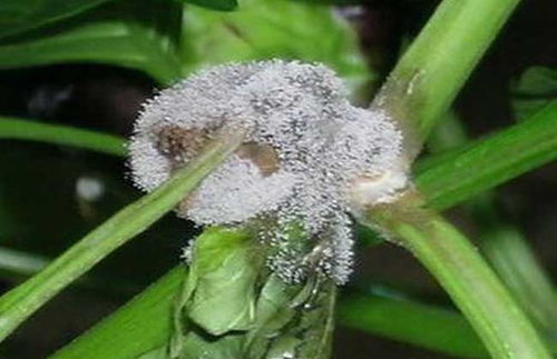 多抗霉素， 名字听起来就是多种抗菌的