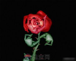 揭秘人体奥秘：花蕊与花蕾的神秘部位大公开！