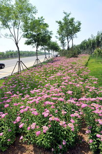 进入花展的门槛， 资质审核与分级管理