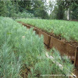 开远冬樱花小苗，云南俊坤苗圃优质供应