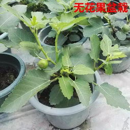 无花果种植技巧，如何提高结果量