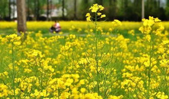 北方春天小区绿化带里的植物种类
