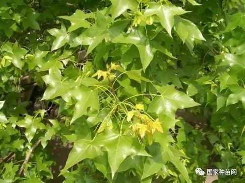 第一天：挑种子要像选女婿