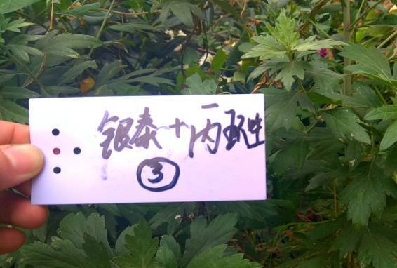 化学药剂：快速有效，副作用需注意