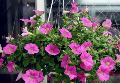 室内养护牵牛花可行吗？有哪些种植要点需要注意