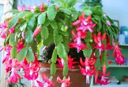 15种开紫花的植物， 带您领略紫色花海的美丽