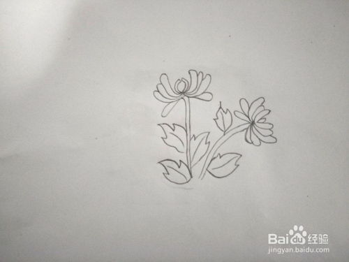 国画菊花教程：手把手教你菊花的画法
