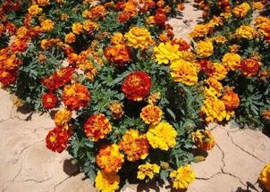 长得像草一样的红色花