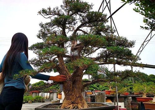 市场行情与价格参考