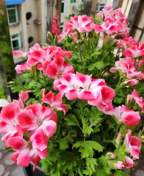 常见懒人花卉，养起来超轻松！