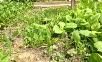 选择合适的土壤和温度， 让油麻藤茁壮成长