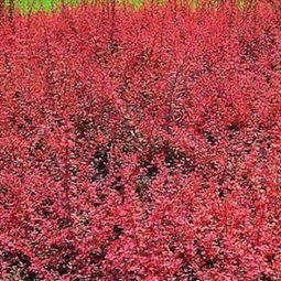 红叶小檗适宜在温暖的气候条件下生长