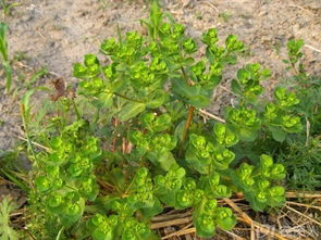 婆婆纳除草剂大揭秘：如何彻底清除，环保又平安？