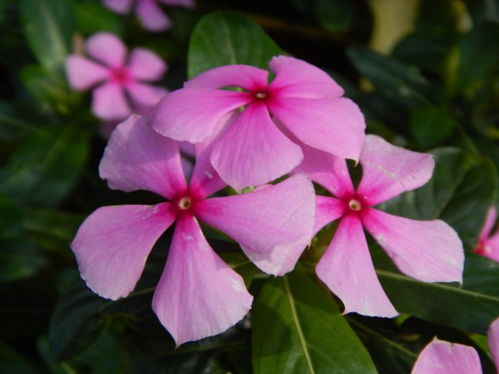 蓉树花的魅力之地