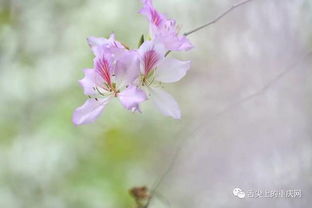 慵懒花开，舒适如诗，花语悠然～