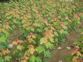 挑选优质枫树：从叶片到枝干全攻略