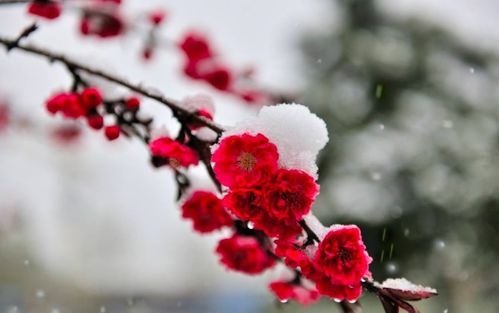 北方气候：梅花树的考验