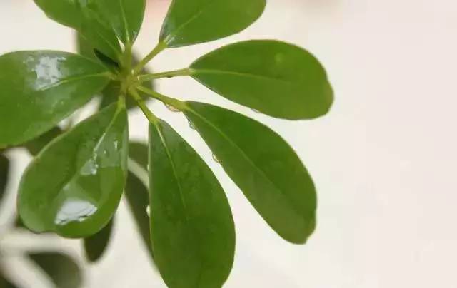 土壤， 摇钱树的“运动鞋”