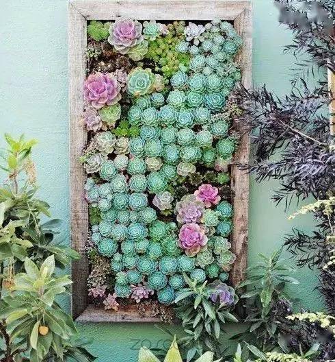 多肉植物的精神象征