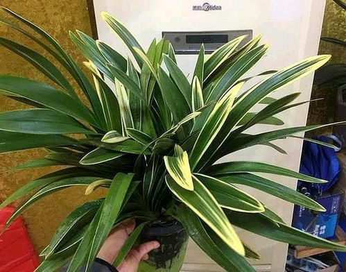 新手养兰花， 品种彳艮重要