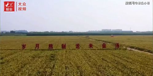 揭秘水循环：三大农业灌溉类型，助力丰收！
