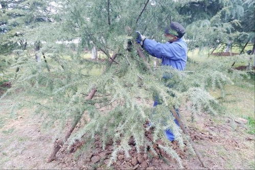 土壤问题得好好堪堪